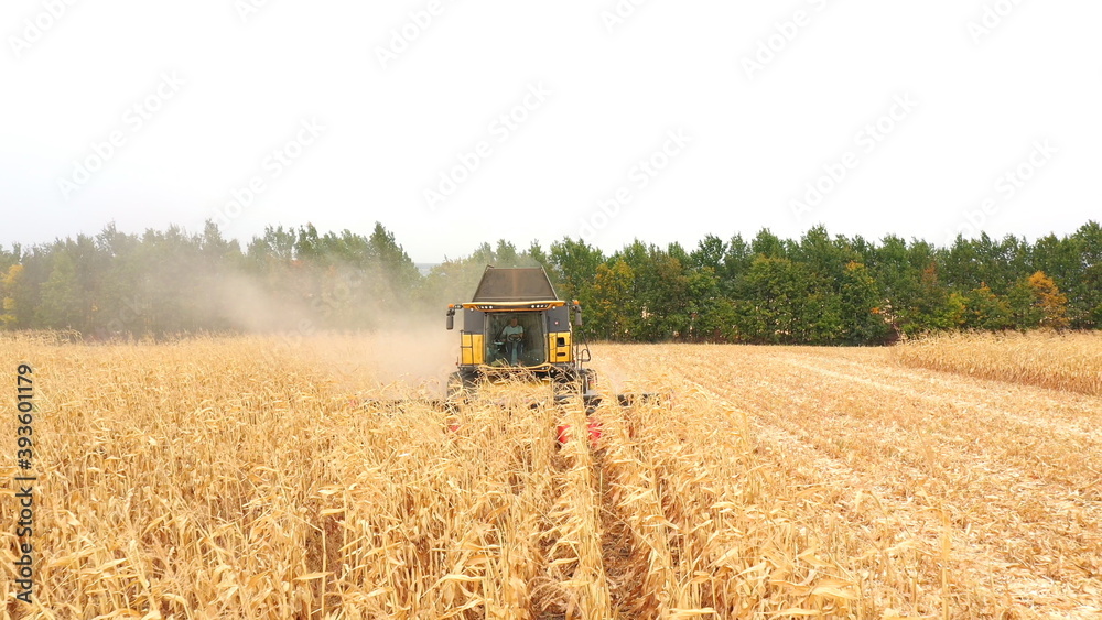 Obraz premium Aerial shot of harvester gathering corn crop in farmland. Combine working on farm during harvesting. Agriculture machine driving among beautiful countryside landscape. Front view