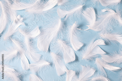 white feathers on a blue background. Light delicate background