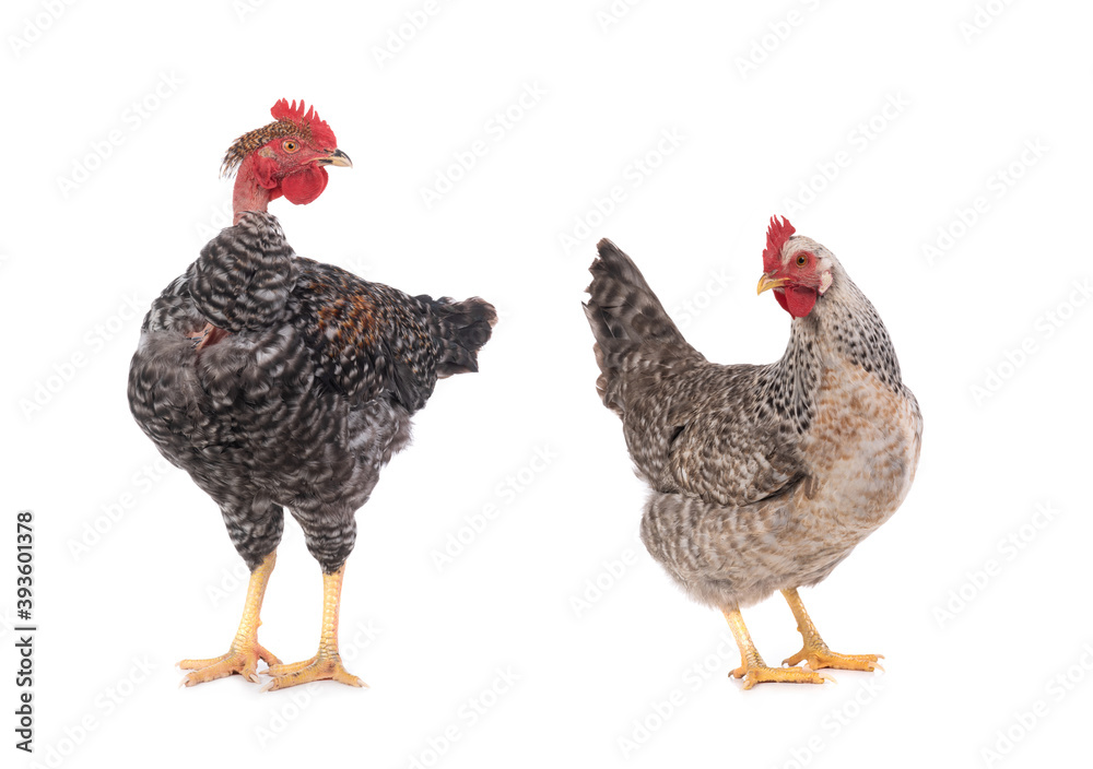 Fototapeta premium naked neck rooster isolated on white background