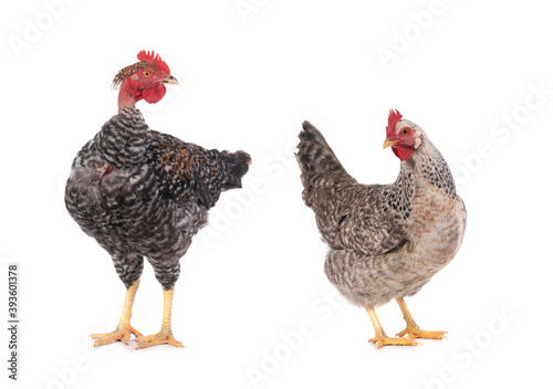 naked neck rooster isolated on white background