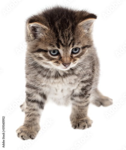 Small kitten isolated on a white background.