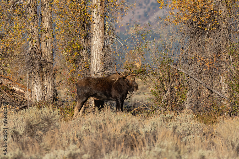 Bull Moose During the Rut in Wyoming in Autumn Bull Moose During the Rut in Wyoming in Autumn