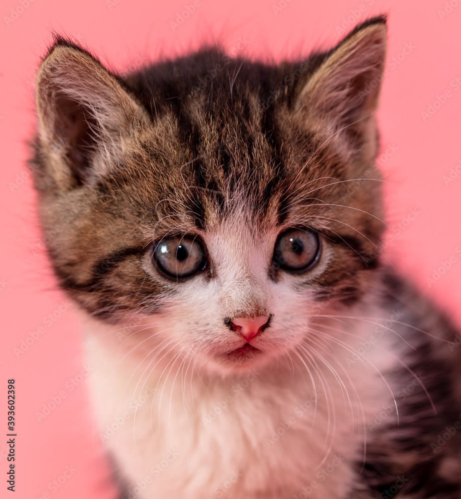 Fototapeta premium Kitten portrait isolated on pink background.