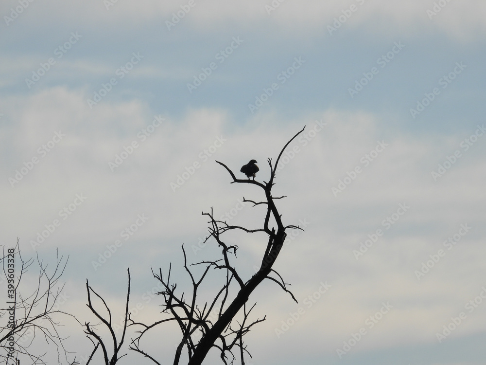 Fototapeta premium Hawk silhouetted in a tree: Red-tailed hawk bird of prey raptor silhouetted as it is perched in a bare tree on a late autumn day with a blue cloudy sky in the background