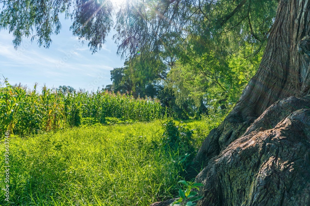 Natural green field with trees and pastures at summer sunny day Natural green field with trees and pastures at summer sunny day