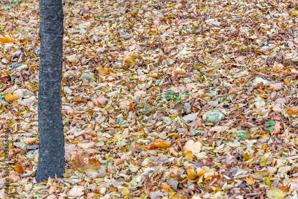 Bright fallen leaves of golden color on the autumn ground Bright fallen leaves of golden color on the autumn ground
