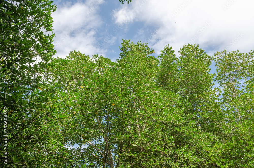 Fototapeta premium Avicennia alba at mangrove forest in Thailand