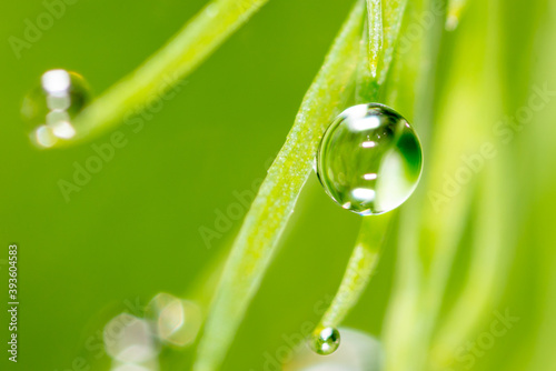 Close-up of dew drops on nature.