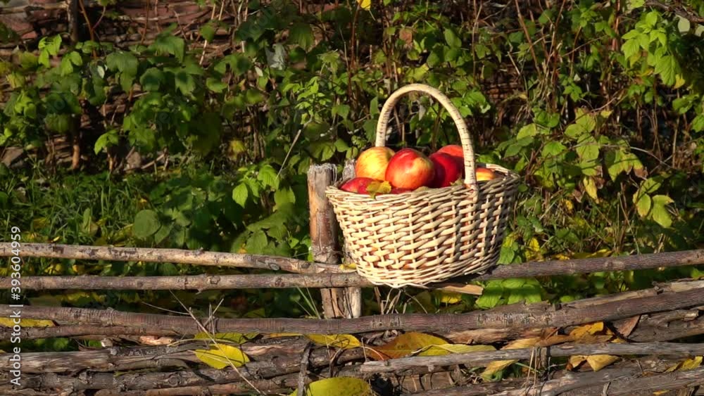 Yellow autumn leaves slowly fall on a wicker basket filled with red apples that stands on a wattle fence, slow motion Yellow autumn leaves slowly fall on a wicker basket filled with red apples that stands on a wattle fence, slow motion