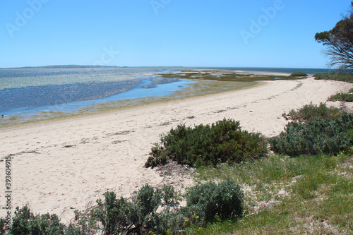 littoral at kingscote on kangaroo island (australia) photo