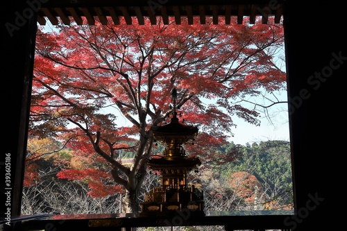 奈良県　壷阪寺の紅葉