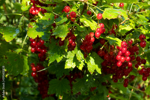 red berries of a currant