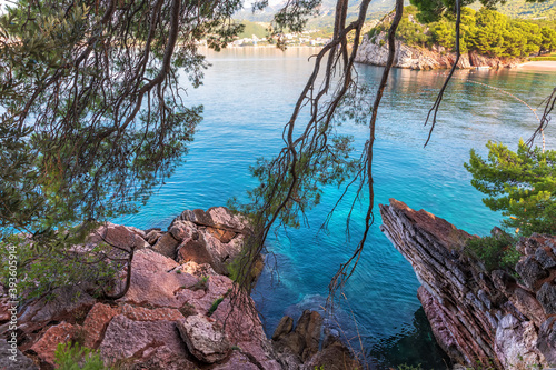 Tree branches at the foot of the mountain near Sveti Stefan Islland in the Budva riviera  Montenegro