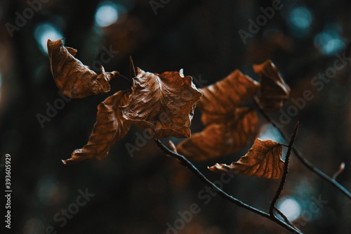 Herbst Blätter 