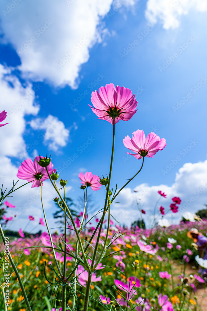 Beautiful cosmos flowers are blooming in colorful  with bright sky background, flowers in garden garden.