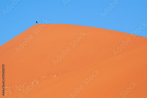 Fototapeta Naklejka Na Ścianę i Meble -  Crest of the dune