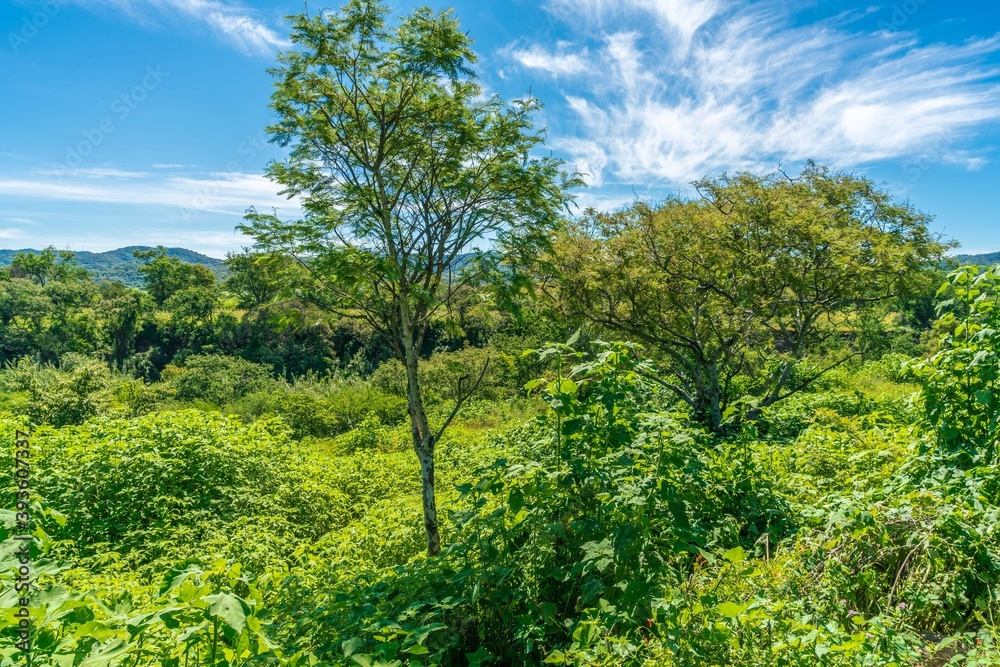 Natural green field with trees and pastures at summer sunny day