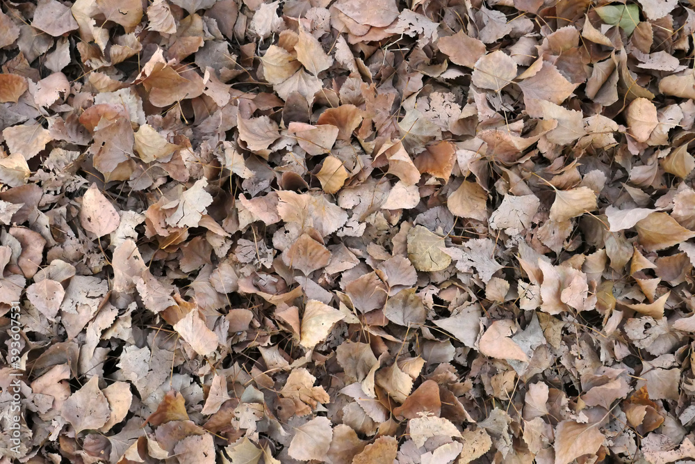 trees and leaves,piles of dry leaves in the fall,