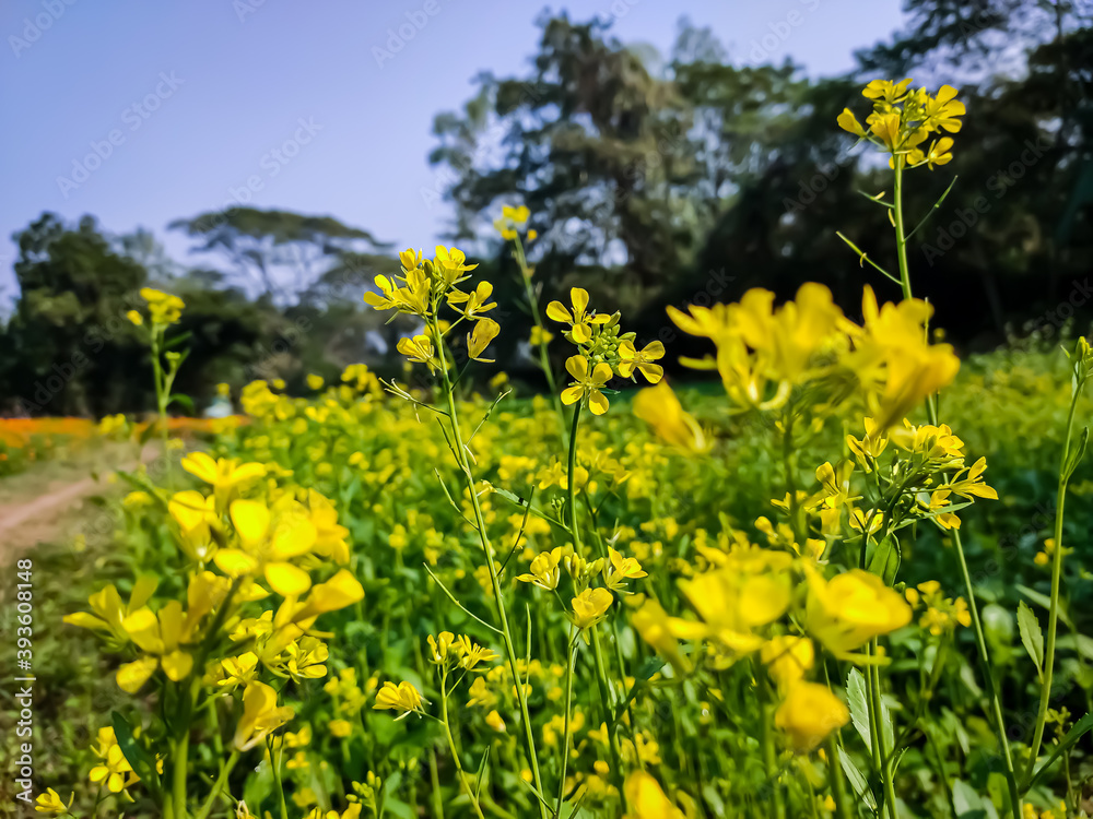 Obraz premium The mustard plant is a plant species in the genera Brassica and Sinapis in the family Brassicaceae. Mustard seed is used as a spice.