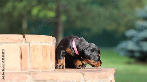 Dobermann puppy having rest on stears photo