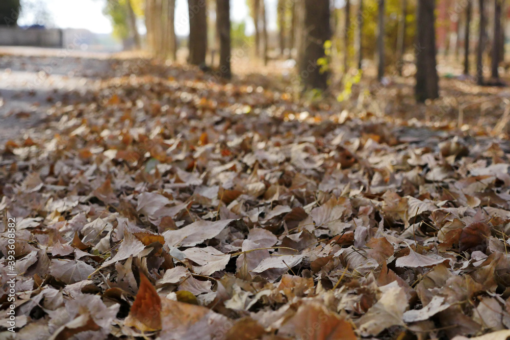 piles of dry leaves in the fall,dry leaves falling on the ground in autumn, piles of dry leaves in the fall,dry leaves falling on the ground in autumn,