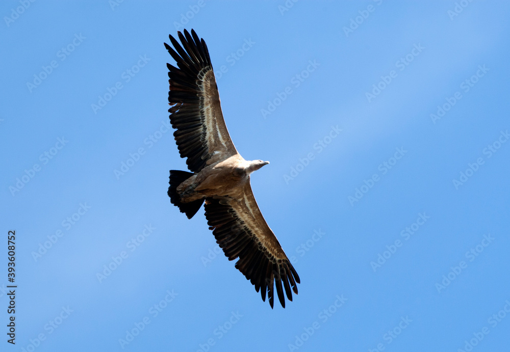 Vale Gier, Griffon Vulture, Gyps fulvus