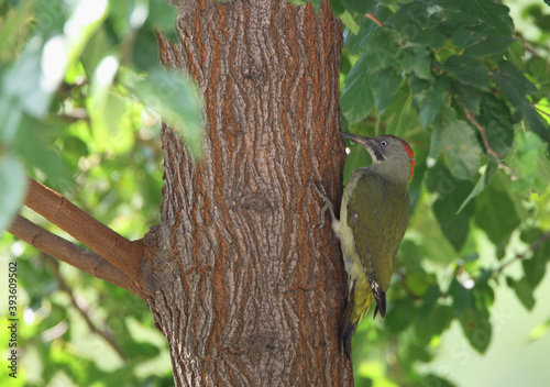 Iberian Woodpecker, Iberische Groene Specht, Picus sharpei