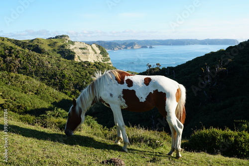 chiloè island, chile, island, village, sea, ocean, pacific ocean, church, cucao, muelle de las almas, latinamerica, horse photo