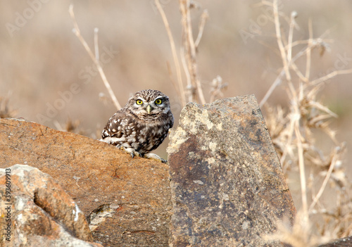 Steenuil,Little Owl, Athene noctua © AGAMI