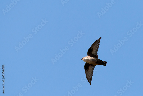 Rotszwaluw, Eurasian Crag Martin, Ptyonoprogne rupestris