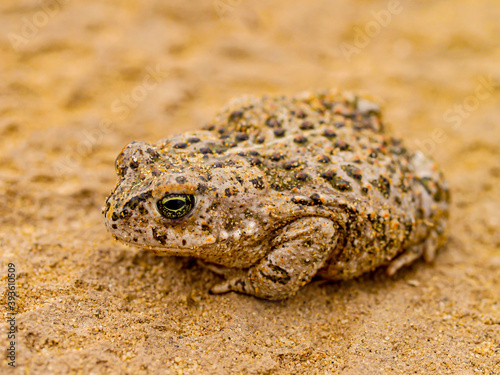 natterjack toad  (Epidalea calamita) photo