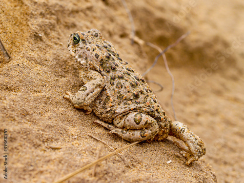 natterjack toad  (Epidalea calamita) photo