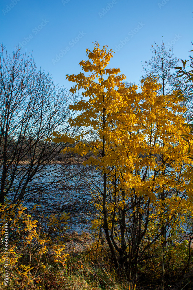 Yellow trees on the shore of the River Vuoksa, Russia Yellow trees on the shore of the River Vuoksa, Russia