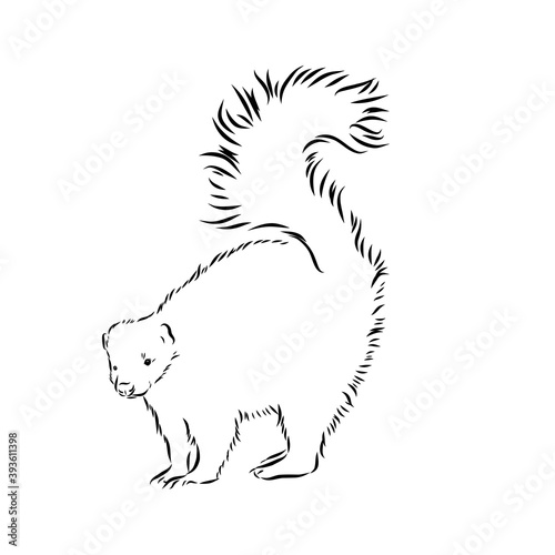 Skunk. Hand drawing of wildlife. Animals of North America series. Vintage engraving style. Vector illustration art.nature naturalistic sketch. skunk vector sketch illustration