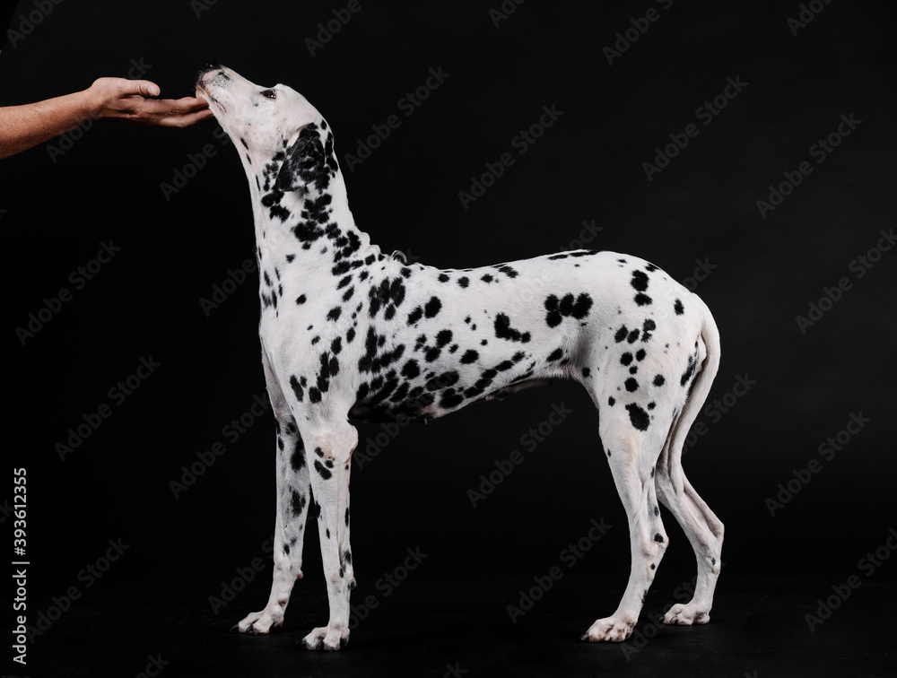 person petting a Dalmatian dog standing on a black background