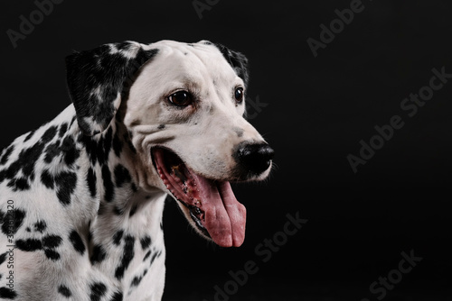 old dalmatian dog, without commas in the mouth on a black background