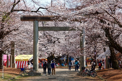 Tourists participate in Sakura Matsuri to admire vibrant cherry blossoms of flourishing Sakura trees on a sunny spring day with a Torii entrance gate to a Jinja Shrine in Omiya Park, Saitama, Japan photo