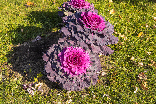 Beautiful red curved leaves Brassica oleracea on the flower bed in a garden in autumn