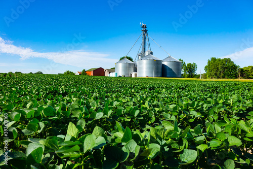 Agricultural field of soybeans with farm grain storage silos in background on a clear summer day in USA.
