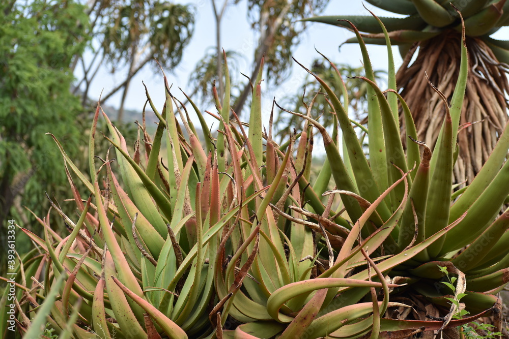 Obraz premium aloe vera plants