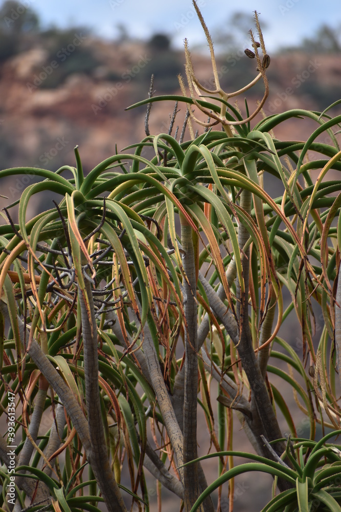 Fototapeta premium plants in the wind