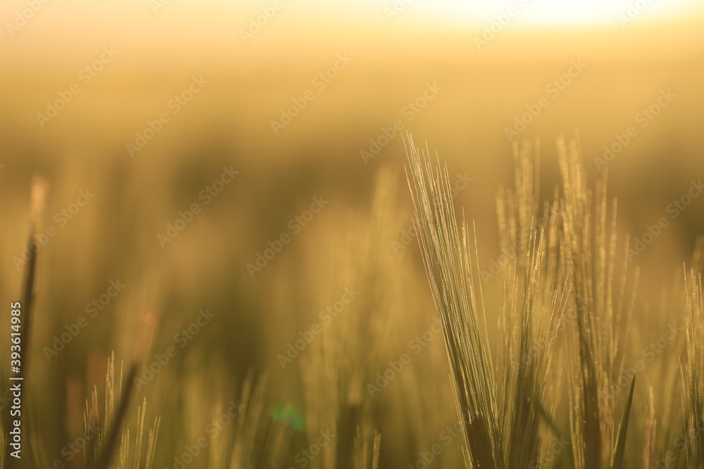 Fototapeta premium Feld , Getreide