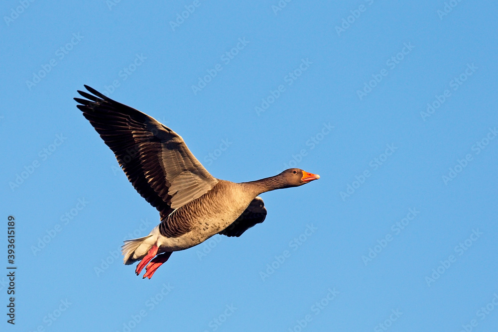 Obraz premium Greylag Geese (Anser anser), in flight, Gloucestershire, England, UK.