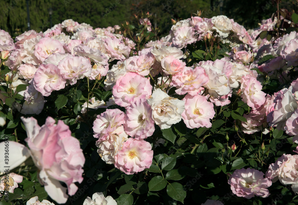 Floral. Roses blossom in the garden. Closeup view of beautiful Rosa Charles Aznavour flower cluster of light pink and white petals, spring blooming in the park. Floral. Roses blossom in the garden. Closeup view of beautiful Rosa Charles Aznavour flower cluster of light pink and white petals, spring blooming in the park.