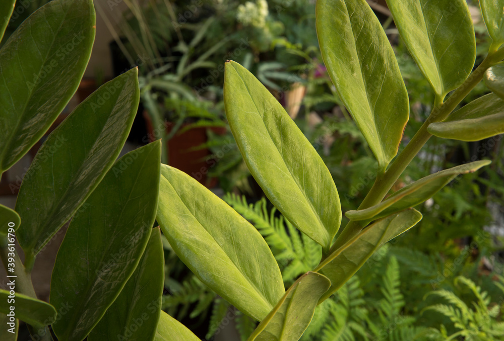 Flora. Closeup view of a Zamioculcas zamiifolia, also known as Zanzibar gem, stem and green leaves. Flora. Closeup view of a Zamioculcas zamiifolia, also known as Zanzibar gem, stem and green leaves.