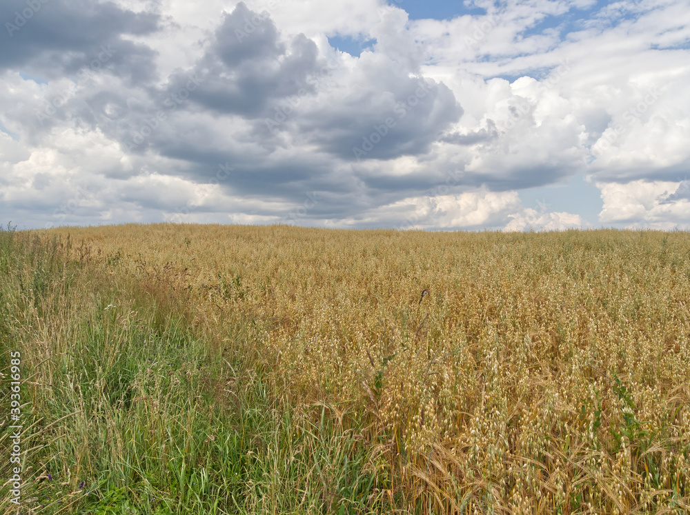 Horizontal view of the barley field before harvest during a cloudy day.