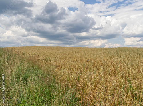 Horizontal view of the barley field before harvest during a cloudy day.