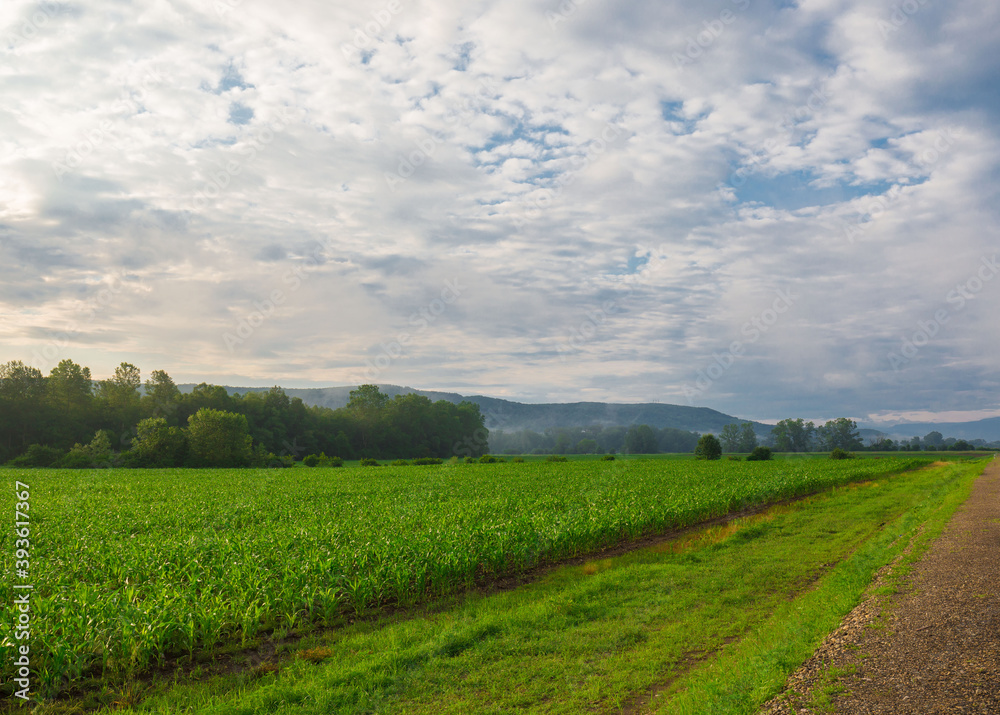 Field. Sunrise landscape, summer