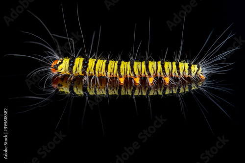Yellow worm on black background