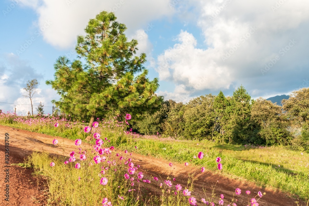 Fototapeta premium Natural green field with trees and pastures at summer sunny day